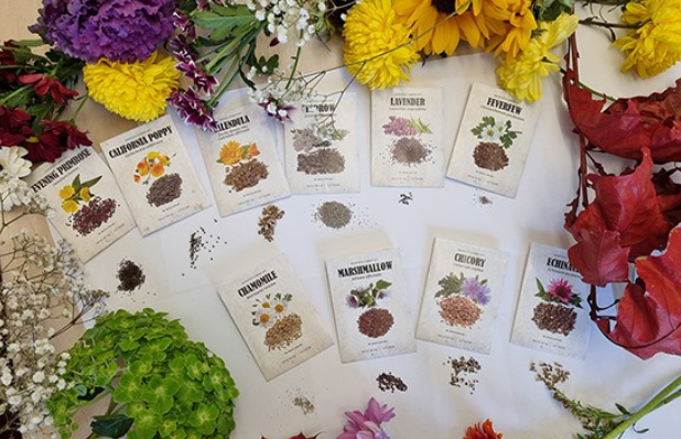 Medicinal herb garden kit