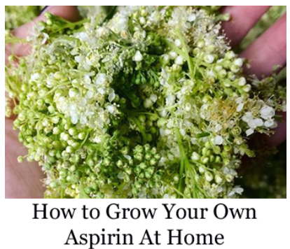Herbal gardening guide